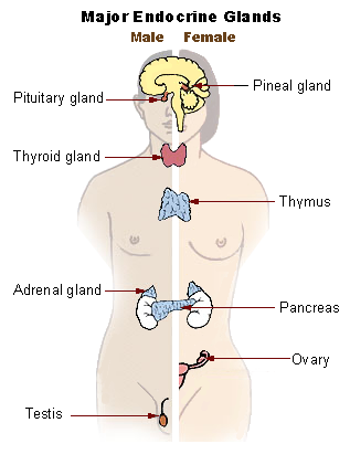 endocrine system